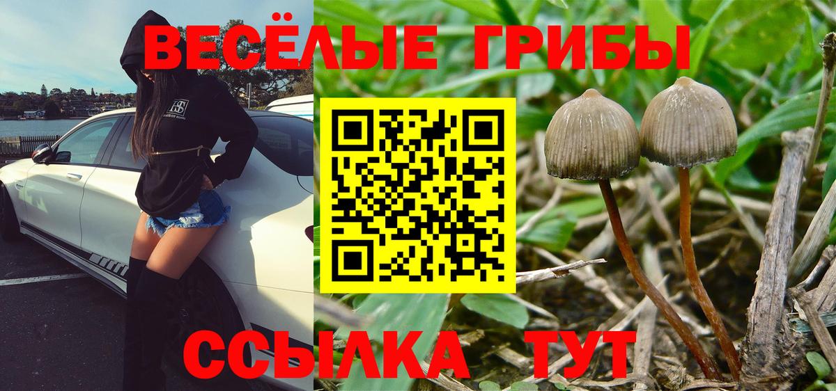 Мценск  магазин продажи   Вход с VPN  Псилоцибиновые грибы мухоморы 